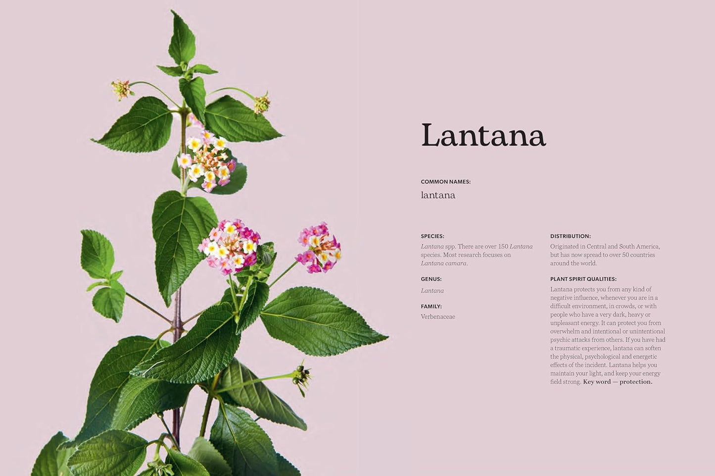 From The Wild | Heidi Merika