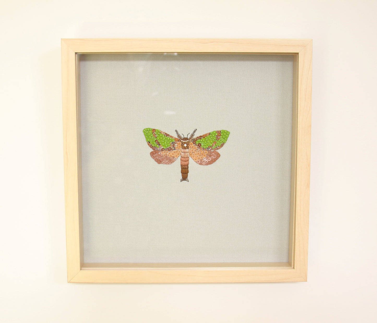 Cheryl Hutchens | Tindale’s Splendid Ghost Moth