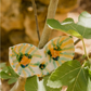 Frutti Dipping Bowl | Sea Green + Orange