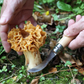Opinel N°08 Mushroom Knife