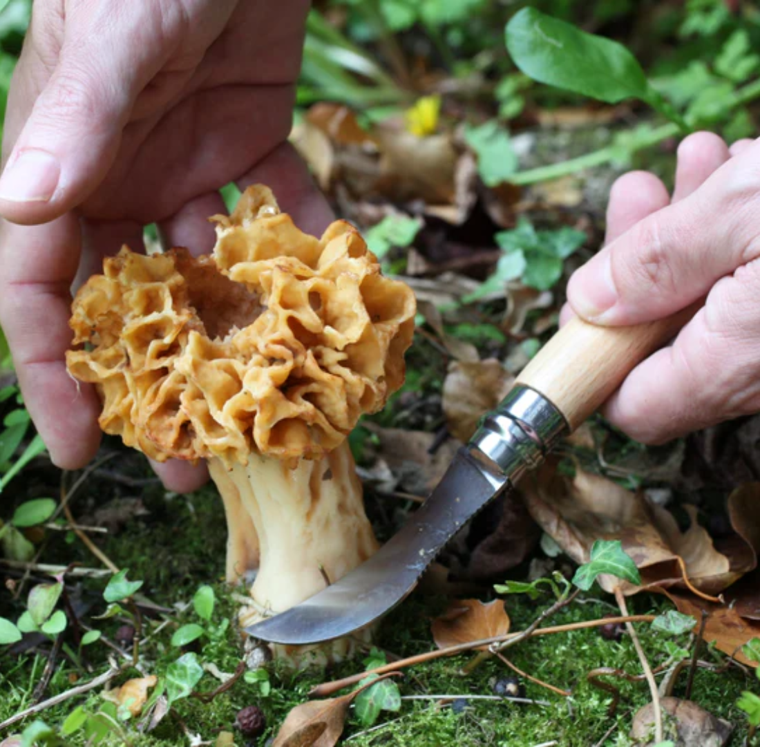 Opinel N°08 Mushroom Knife