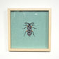 Cheryl Hutchens | Feather-horned Beetle