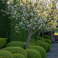 Paul Bangay's Guide To Plants | Paul Bangay