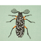 Cheryl Hutchens | Feather-horned Beetle