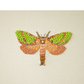 Cheryl Hutchens | Tindale’s Splendid Ghost Moth