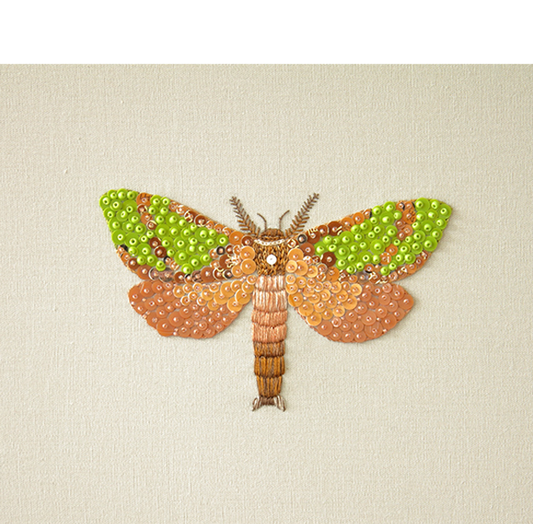 Cheryl Hutchens | Tindale’s Splendid Ghost Moth