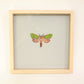 Cheryl Hutchens | Tindale’s Splendid Ghost Moth